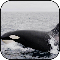 Whale wallpapers