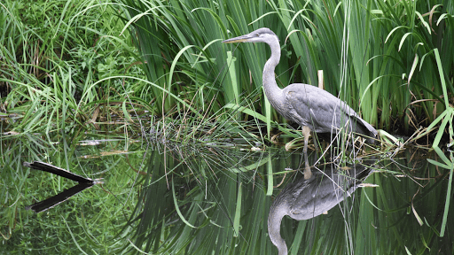 Crane Bird Sounds Screen 3