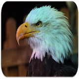Bald Eagle sounds icon