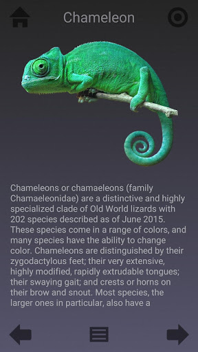 Screenshot of Animalia