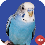 Cover Image of Baixar Parakeet Sounds  APK
