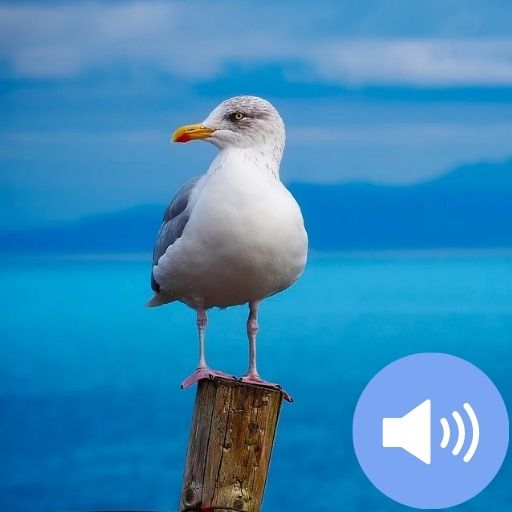 Seagull Sounds and Wallpapers تنزيل على نظام Windows