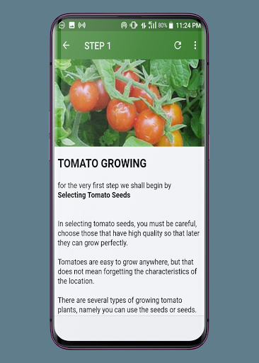 TOMATO FARMING