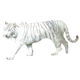 White Tiger Sticker icon