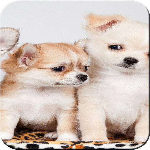 cute animals wallpaper logo