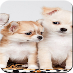 Cover Image of Tải xuống cute animals wallpaper  APK