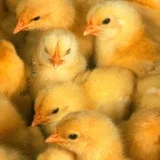 Cute Baby Chicks Wallpapers icon