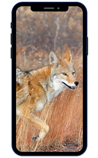 Coyote Wallpaper Screen 3