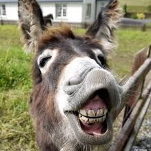 donkey pics logo