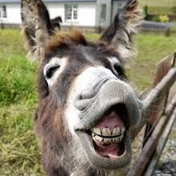 图标图片“donkey pics”