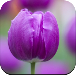 Cover Image of Tải xuống Flower wallpaper  APK