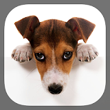 Cute Dogs icon