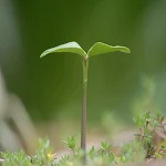 Cover Image of Скачать Plant Growing Sound  APK