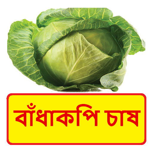 বাঁধাকপি চাষের সঠিক পদ্ধতি logo