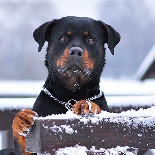 Rottweiler Dog Hd Wallpapers - Apps on