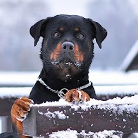 Rottweiler Dog Hd Wallpapers