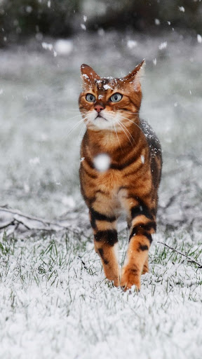 Exotic Cat Wallpapers Screenshot