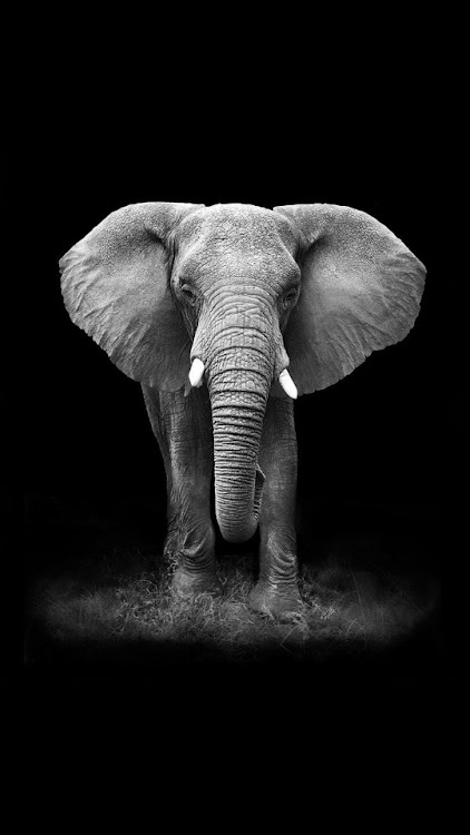 Elephant -Wallpapers,puzzle - 6.0 - (Android)