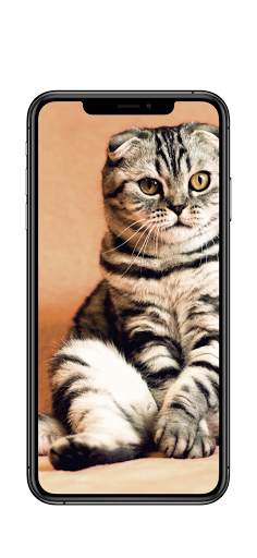 Cute Wallpapers - HD, QHD, FUL