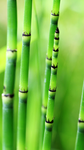 Android application green bamboo wallpaper screenshort
