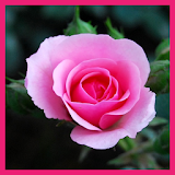 Pink Rose Wallpapers HD icon