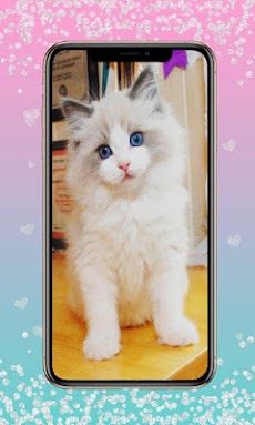 ラグドール猫の壁紙 Androidアプリ Applion
