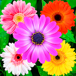 Cover Image of Télécharger Flowers Stickers for WhatsApp  APK
