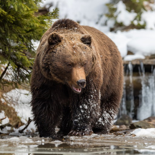 Bear Sounds logo