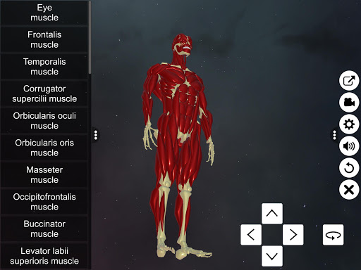 Learn Muscular System Screen 2