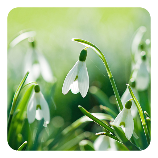 春の花ライブ壁紙 Google Play のアプリ