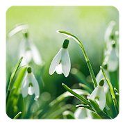 Spring Flowers Live Wallpaper  Icon