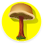 Mushroom identification App fo