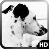 Dalmatian Dog Wallpaper icon