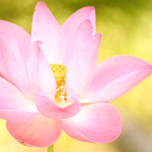 lotus video wallpaper - AppWisp.com