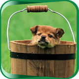 The Little Puppy in the Bucket icon