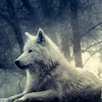 Wolf wallpapers - hd animal wallpapers