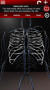 Circulatory System in 3D (Anatomy)