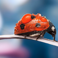 Ladybug Live Wallpaper ? Cute Moving Backgrounds