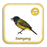 Kicau Samyong Gacor Prestasi icon
