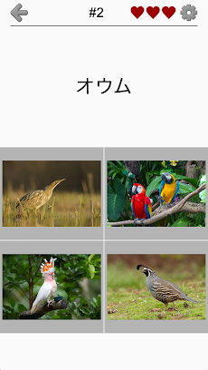 世界の鳥 - 地球の有名な鳥のクイズのおすすめ画像5