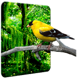 Birds Wallpaper HD icon