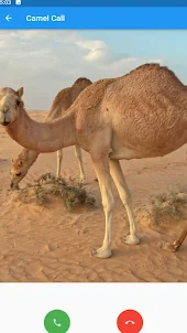 Camel call simulator