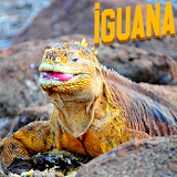 Amazing Iguana Wallpapers icon