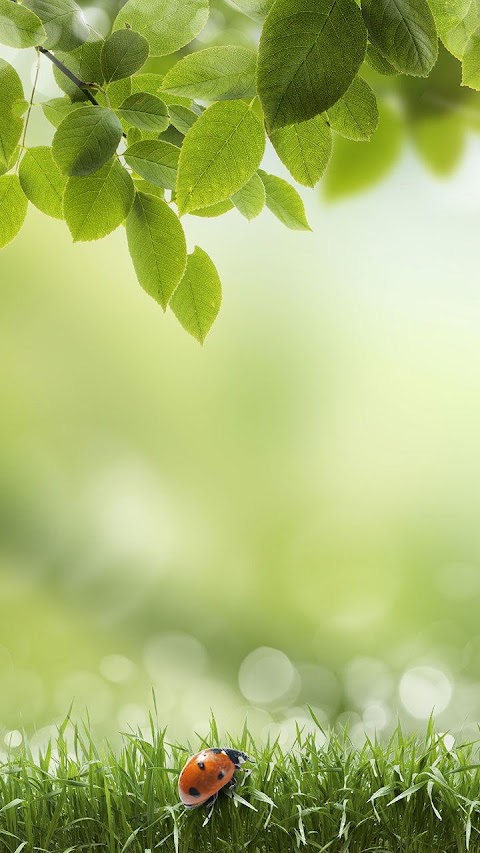 Green Spring Live Wallpaperのおすすめ画像2