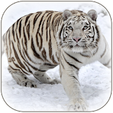 White Tiger Wallpaper icon