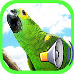 Cover Image of Download Call Birds  APK