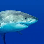 Great white shark Wallpaper