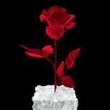 Red Rose Live Wallpaper icon