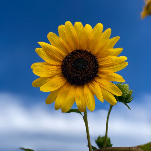 Sunflower Wallpaper logo