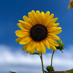 Icon image Sunflower Wallpaper